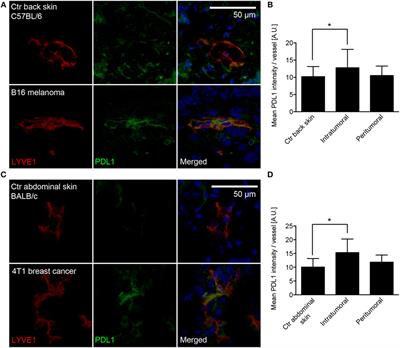 Tumor-Associated Lymphatic Vessels Upregulate PDL1 to Inhibit T-Cell Activation